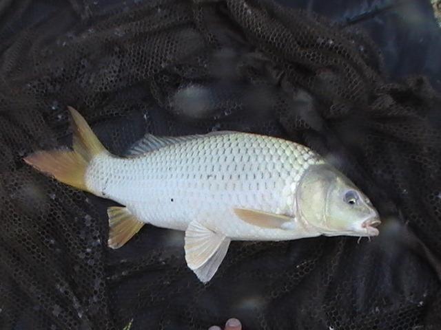 pestiiiiiiiiiiii - pic3791.JPG